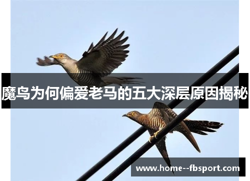 魔鸟为何偏爱老马的五大深层原因揭秘